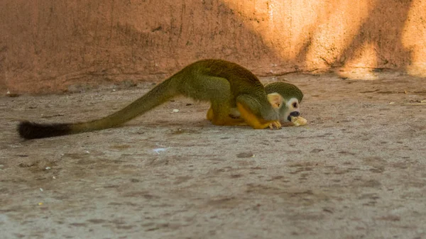 Imagem Macaco Esquilo Comer Comida Animais Selvagens — Fotografia de Stock
