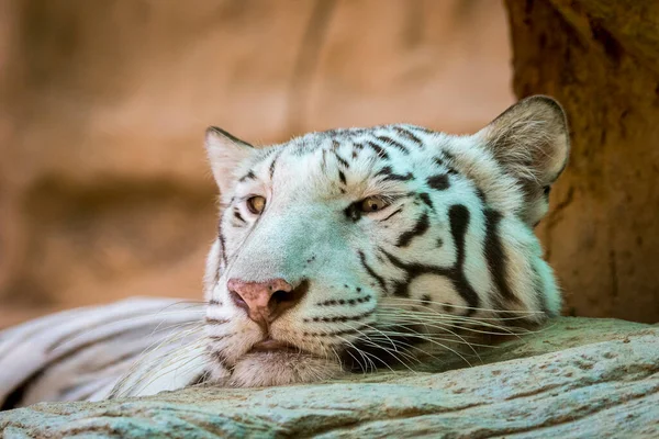 Immagine Una Tigre Bianca Sullo Sfondo Della Natura Animali Selvatici — Foto Stock