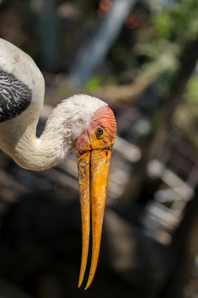 Image Lesser Adjutant Stork Wild Animals — Stock Photo, Image