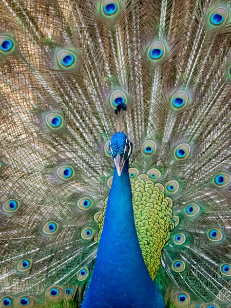 Obrázek Ukazuje Své Krásné Peří Páv Divoká Zvířata — Stock fotografie