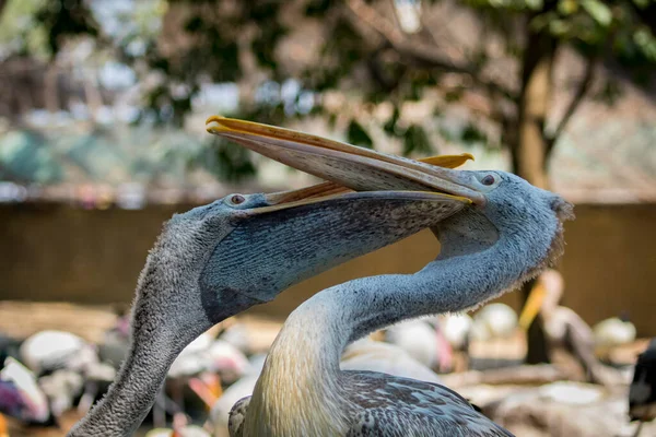 Image Spot Billed Pelican Pelecanus Philippensis Wild Animals — Stok fotoğraf