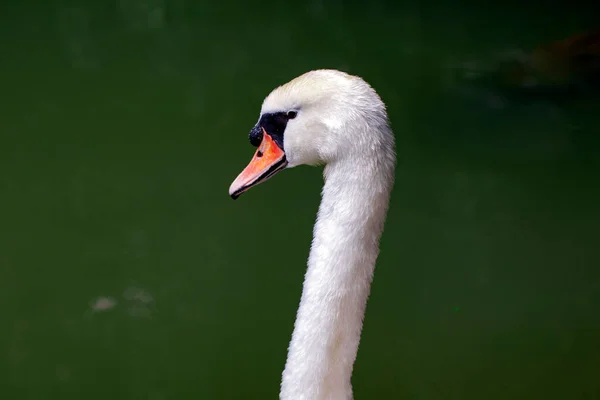 Head White Swan Water Wildlife Animals — Stock Photo, Image