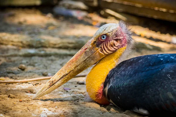 Image Lesser Adjutant Stork Wild Animals — Stock Photo, Image
