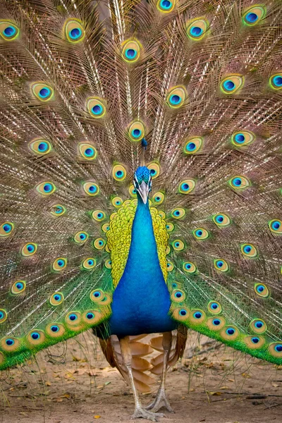 Zdjęcie Wyświetlono Jego Piękne Pióra Paw Dzikie Zwierzęta — Zdjęcie stockowe