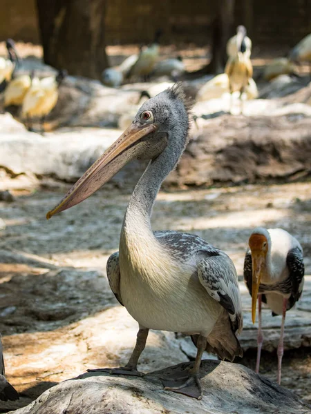 Image Spot Billed Pelican Pelecanus Philippensis Wild Animals —  Fotos de Stock