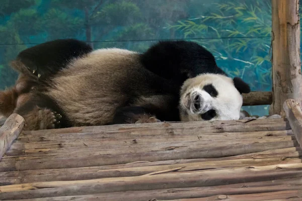 Immagine Panda Sta Dormendo Animali Selvatici — Foto Stock