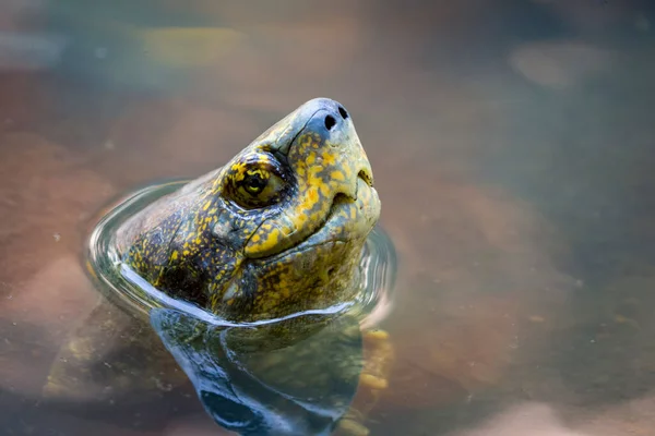 Εικόνα Ενός Κεφαλιού Λάσπη Χελώνα Στο Νερό Αμφίβια Ζώα — Φωτογραφία Αρχείου