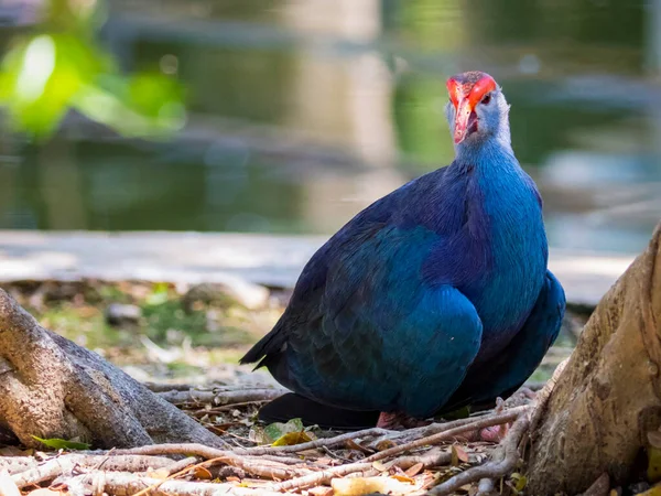 Van Dichtbij Bekijken Van Vogel Natuurlijke Habitat — Stockfoto