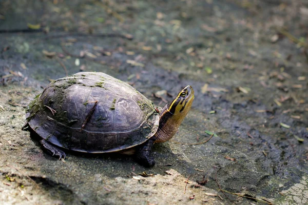 Изображение Желтоголовой Храмовой Черепахи Фоне Природы Рептилия Животные — стоковое фото