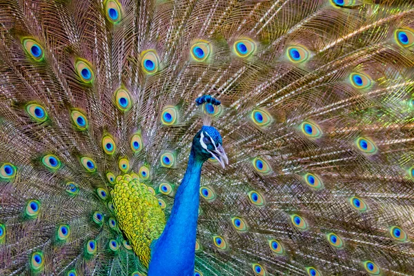 Bilden Påfågel Som Visar Sina Vackra Fjädrar Vilda Djur — Stockfoto