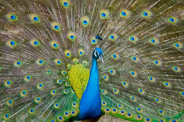 Gambar Burung Merak Menunjukkan Bulu Bulunya Yang Indah Hewan Liar — Stok Foto