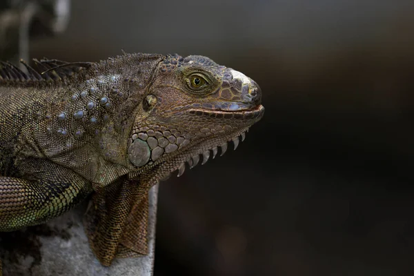 Image Une Tête Iguane Sur Fond Nature Reptile Animaux — Photo