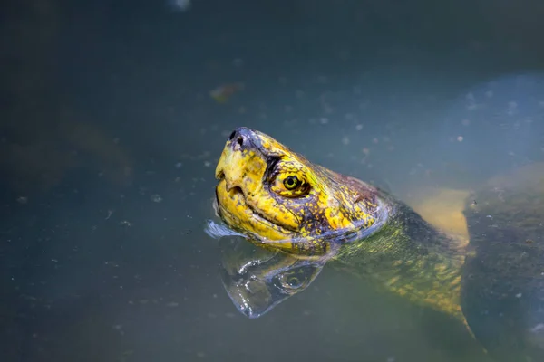 Зображення Голови Грязьової Черепахи Воді Амфібії Тварини — стокове фото