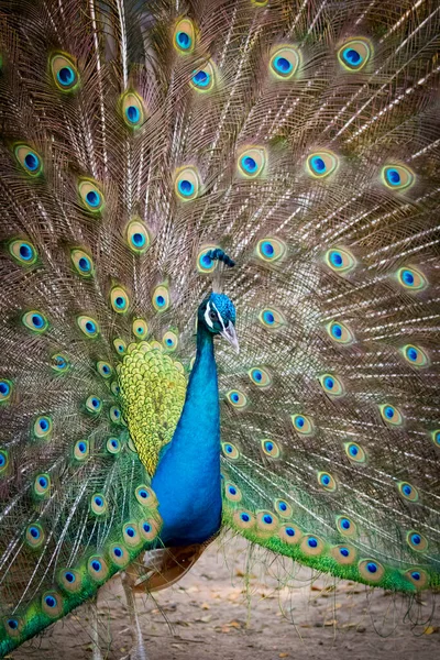 Görüntüsü Güzel Tüyleri Gösterilen Tavus Kuşu Vahşi Hayvanlar — Stok fotoğraf