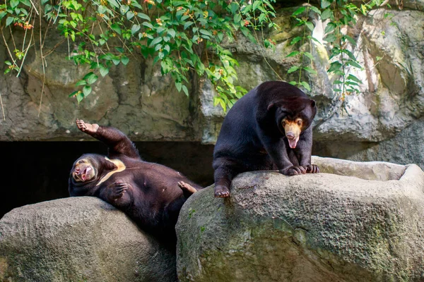 Image Malayan Sun Bear Relax Rocks Wild Animals — Stockfoto