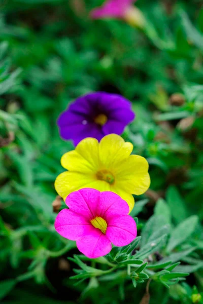 Flores Florescendo Bonitas Hora Verão — Fotografia de Stock