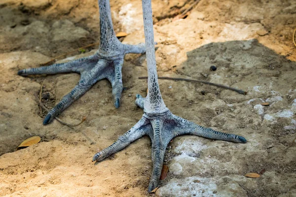 あまり調整されていないコウノトリの足の画像 野生動物 — ストック写真