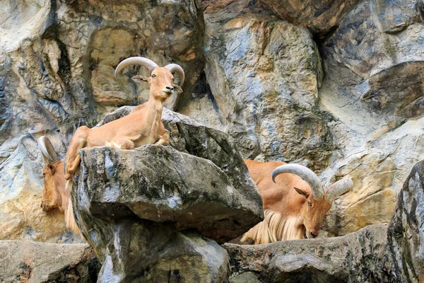 Image Barbary Sheep Rocks Wildlife Animals — Stock Photo, Image