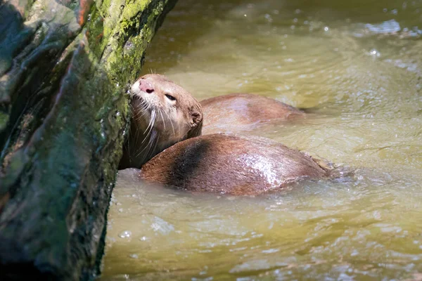 水にカワウソのイメージ 野生動物 — ストック写真