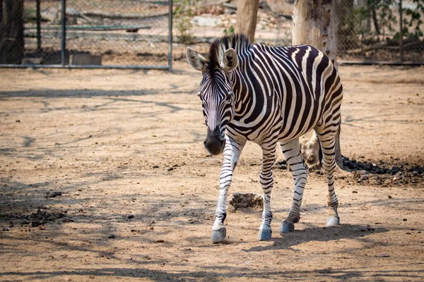 Image Zebra Nature Background Wild Animals — 스톡 사진