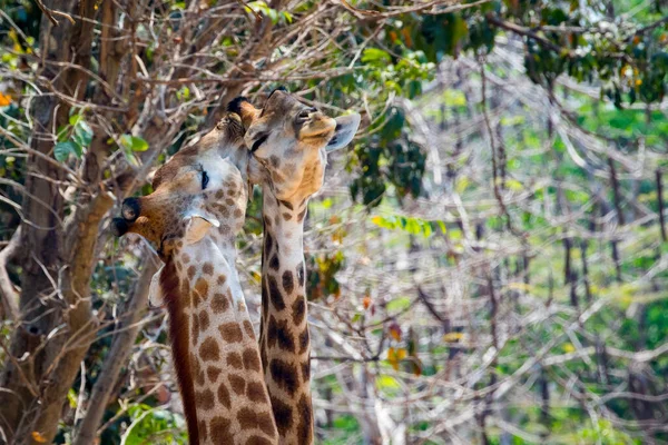 Imagem Duas Girafas Fundo Natureza Animais Selvagens — Fotografia de Stock