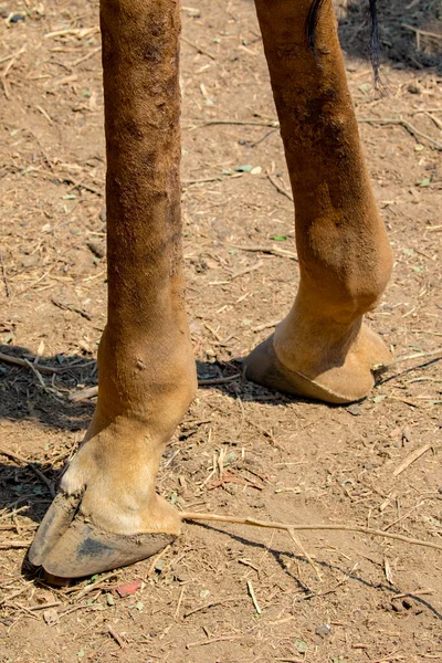地面にキリンの足のイメージ 野生動物 — ストック写真