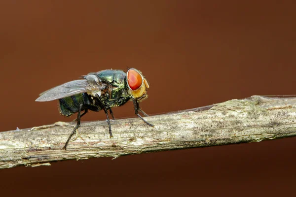 Bild Einer Fliege Diptera Auf Braunem Zweig Insekt Tier — Stockfoto