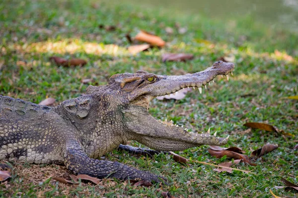 一条鳄鱼在草地上的图像 爬虫类动物 — 图库照片