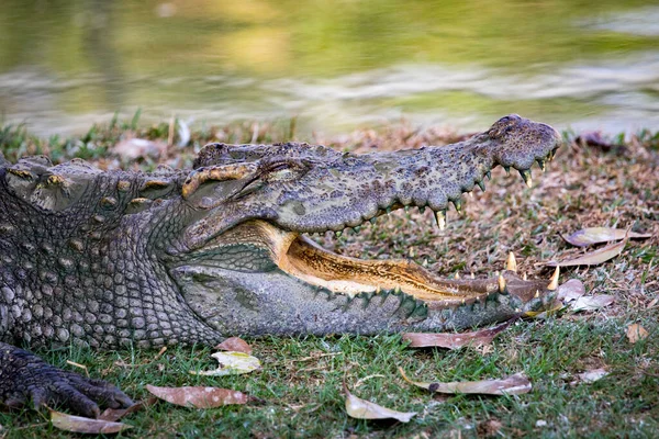 Imagem Crocodilo Relva Animais Répteis — Fotografia de Stock