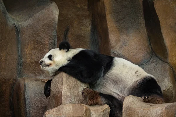 Image Panda Sleeping Rocks Wild Animals — ストック写真