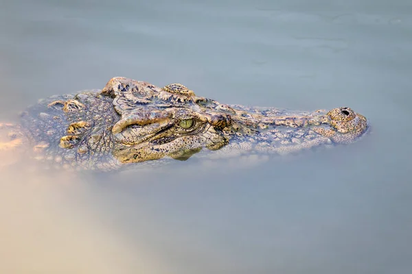 Imagem Uma Cabeça Crocodilo Água Animais Répteis — Fotografia de Stock