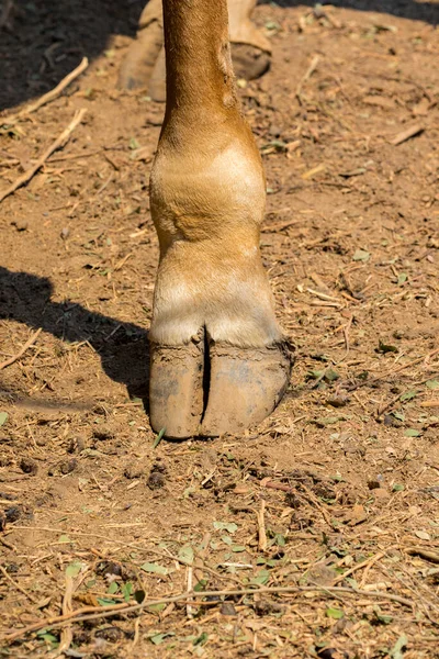 Зображення Ноги Жирафа Землі Дикі Тварини — стокове фото