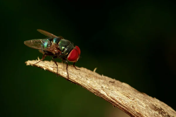 Imagen Una Mosca Diptera Rama Marrón Insecto Animales —  Fotos de Stock
