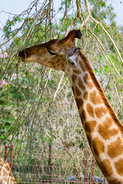 Imagem Girafa Fundo Natureza Animais Selvagens — Fotografia de Stock