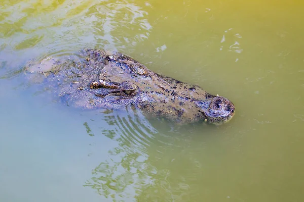 Bild Eines Krokodilkopfes Wasser Reptilien — Stockfoto
