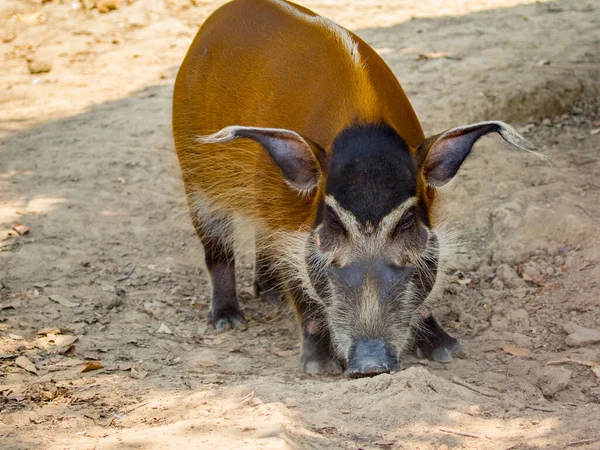 Bild Eines Roten Flussschweins Auf Dem Boden Wilde Tiere — Stockfoto
