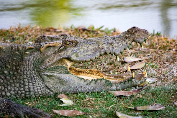 Kép Krokodil Füvön Hüllő Állatok — Stock Fotó