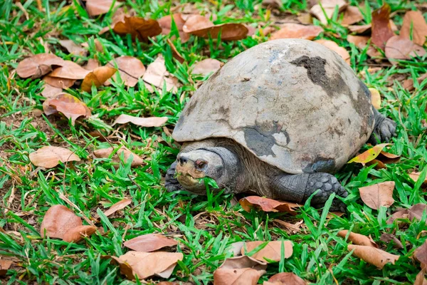 Изображение Черепахи Траве Амфибии — стоковое фото