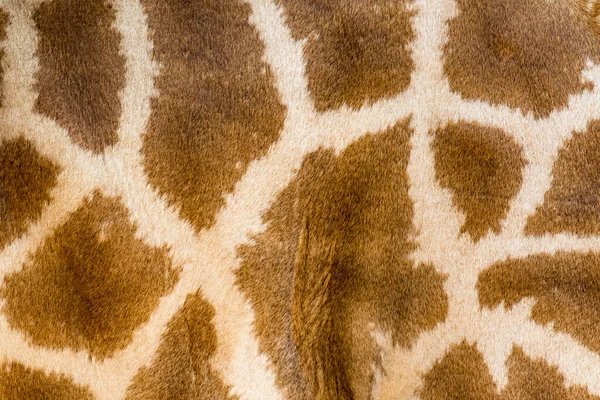 Äkta Läder Flår Giraff Med Ljusa Och Mörka Bruna Fläckar — Stockfoto