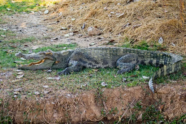 Imagem Crocodilo Relva Animais Répteis — Fotografia de Stock