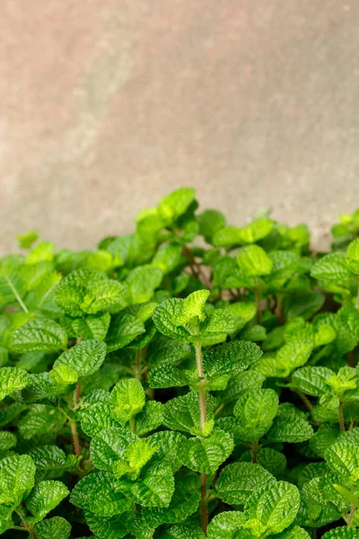 庭の緑の新鮮なミントの葉のイメージ — ストック写真