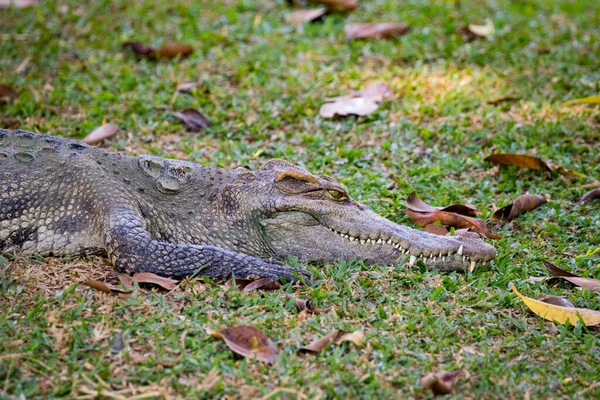 Bilden Krokodil Gräset Reptil Djur — Stockfoto