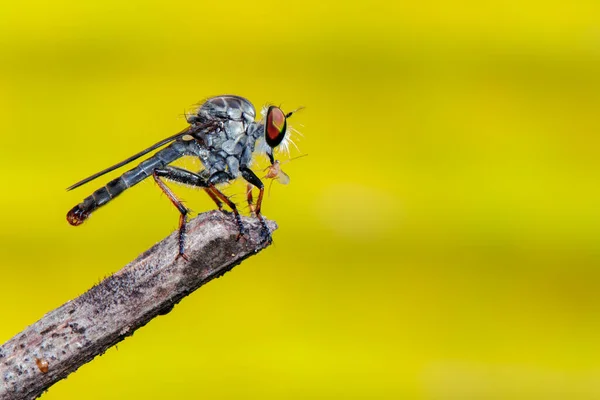 Εικόνα Της Μύγας Των Ληστών Asilidae Ένα Κλαδί Δέντρου Έντομα — Φωτογραφία Αρχείου