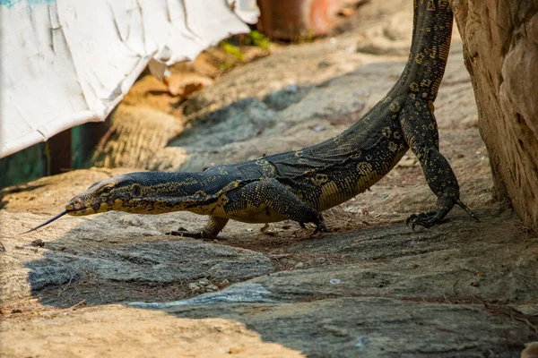 Image Bengal Monitor Reptile Animals — Stock Photo, Image