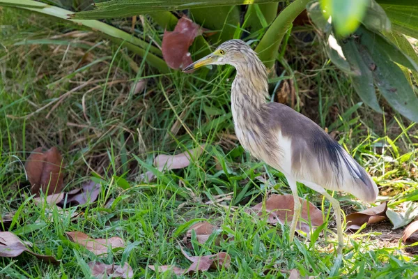 stock image close up view of the bird in natural habitat