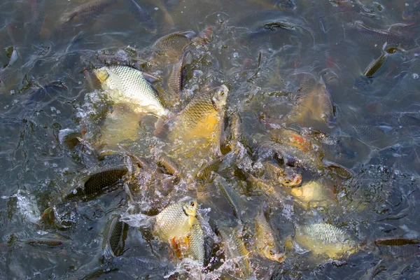 鱼在水中 Java 畜群的形象 水生动物 — 图库照片