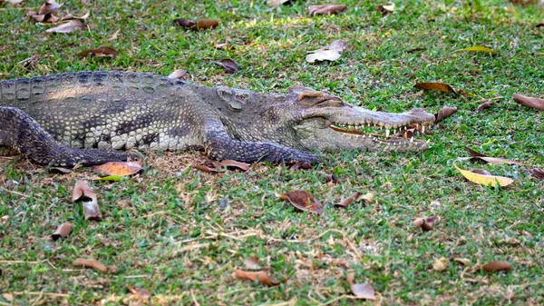 Изображение Крокодила Траве Рептилия Анита — стоковое фото