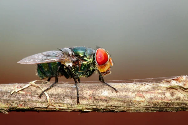 Afbeelding Van Een Vlieg Diptera Een Bruine Tak Insect Dierlijk — Stockfoto