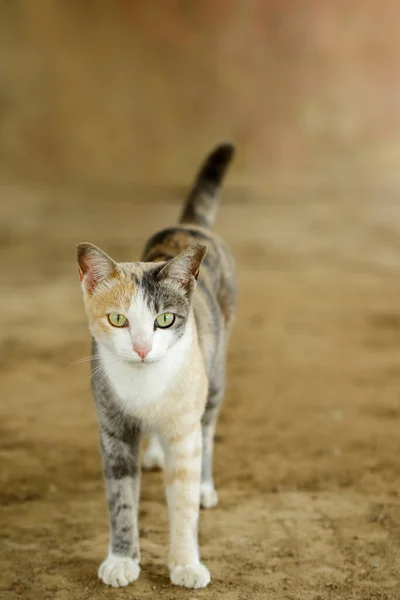Εικόνα Μιας Γάτας Στο Έδαφος Ζώο Κατοικίδιο — Φωτογραφία Αρχείου