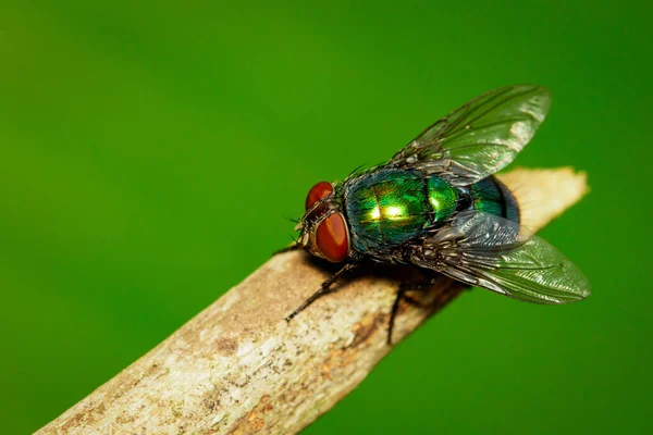 Imagem Uma Mosca Diptera Ramo Marrom Inseto Animais — Fotografia de Stock